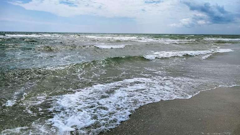 Унаслідок воєнних дій у Чорному та Азовському морях масово гинуть дельфіни