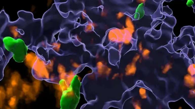 Науковці знайшли новий механізм імунного захисту від раку