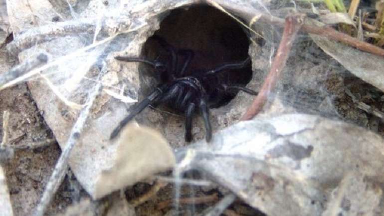 В Австралії відкрили 40 нових видів павуків