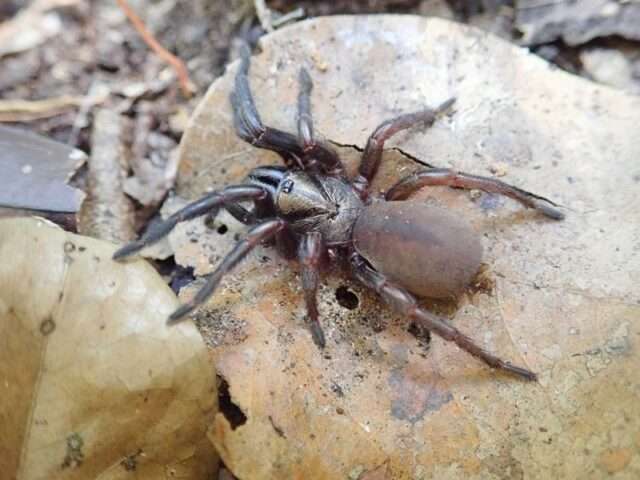В Австралії відкрили 40 нових видів павуків_2