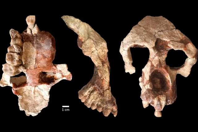 Таємничий череп ставить під сумнів теорію розвитку предків людини_2