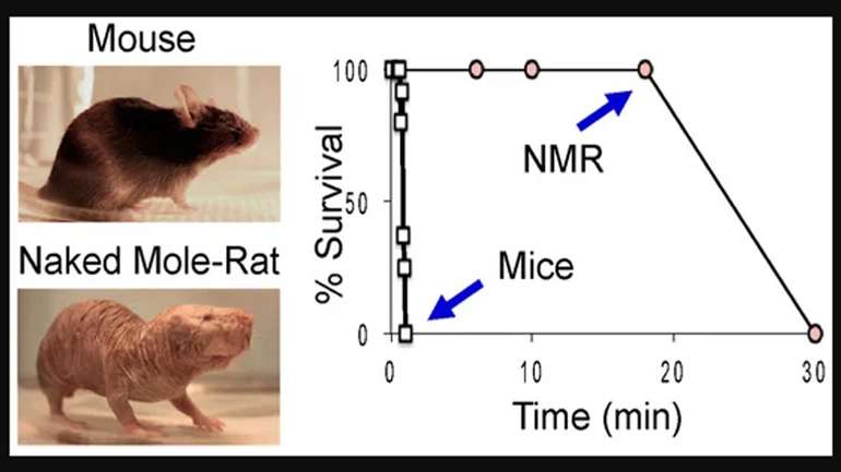 Рецепт безсмертя: британські біологи продовжили життя мишам
