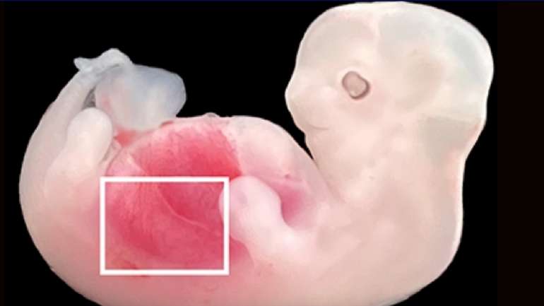 Вчені виростили людські нирки в ембріонах свиней