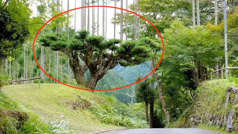 Японці виробляють деревину, не вирубуючи ліси
