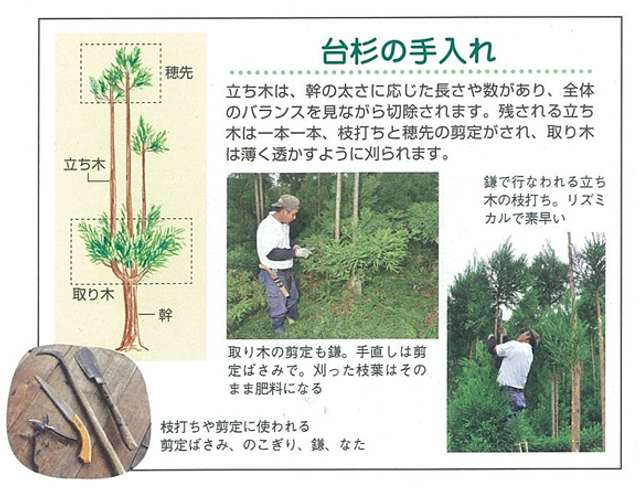 Японці виробляють деревину, не вирубуючи ліси_2