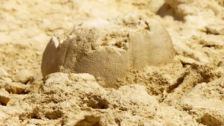 Піраміди та сфінкс тривалий час перебували під водою_1