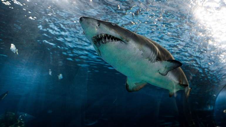 Акули-людожери рушили на Північ через зміну клімату — американські науковці