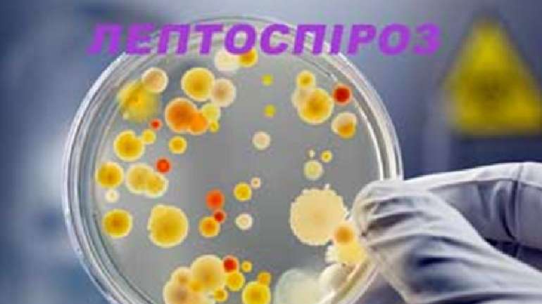 На Полтавщині виявили хвору на лептоспіроз людину