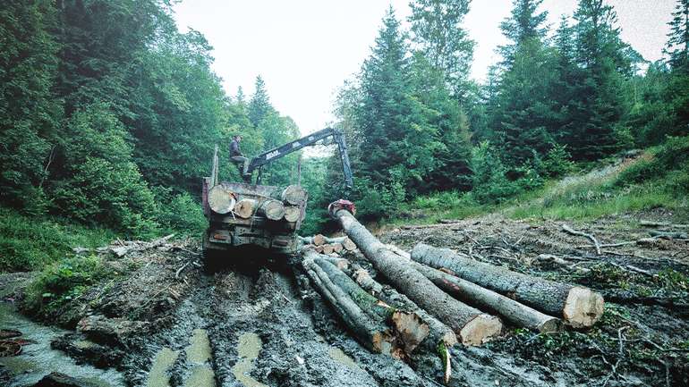 «Слуги народу» продовжують знищувати українські ліси