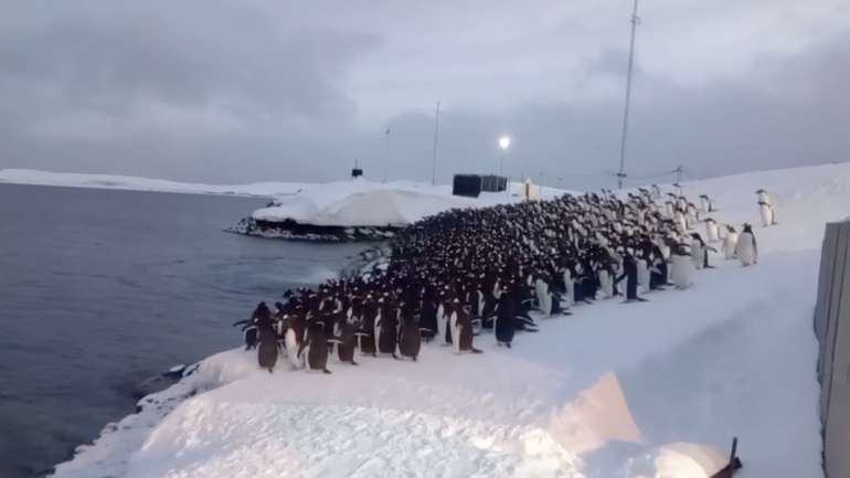 Українські полярники показали, як пінгвіни ходять снідати до океану
