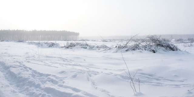  На фото одна з наймасштабніших «санітарних» рубок у Чорнобильській зоні. ДБР оцінює завдану шкоду у 15,5 млн грн