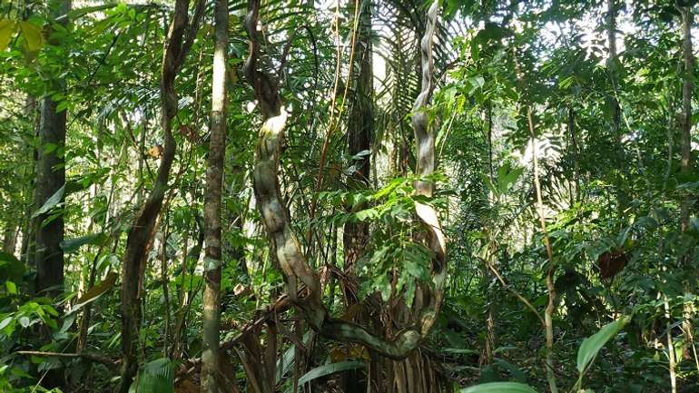 Тропічні ліси Амазонії ризикують стати саваною