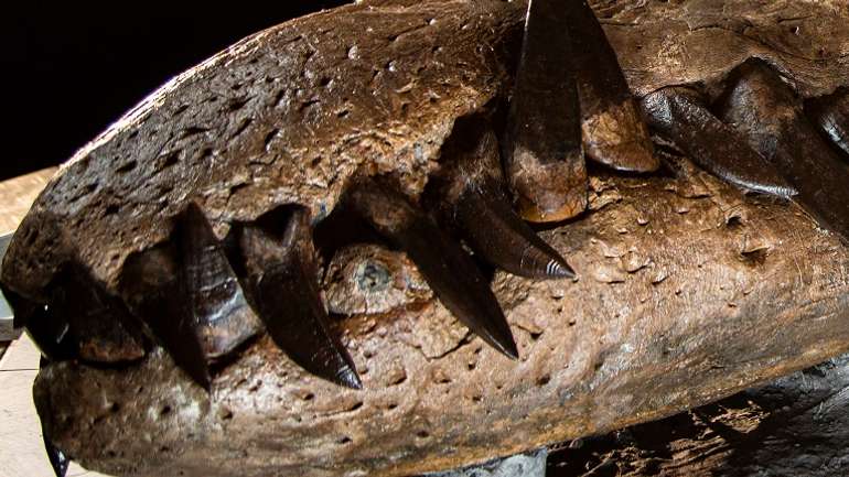У Британії виявили гігантський череп «морського монстра»