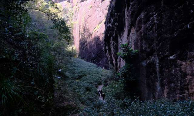 Чайна плантація в ущелині Вуїшань та чай Бохі