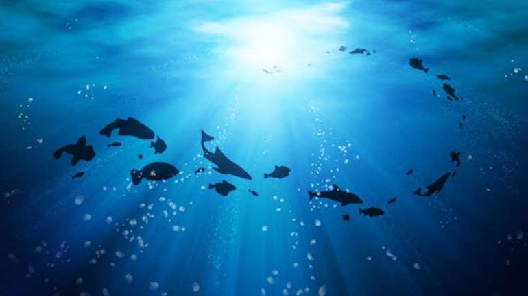 95% поверхні океанів можуть стати непридатними для життя вже до 2100 року