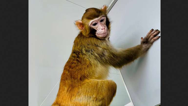 Китайські вчені винайшли новий метод клонування тварин