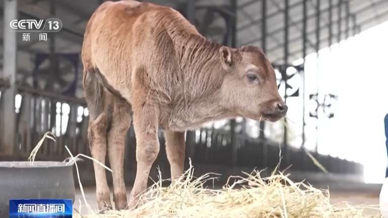 У Китаї клонували тварину, яка знаходиться на межі зникнення