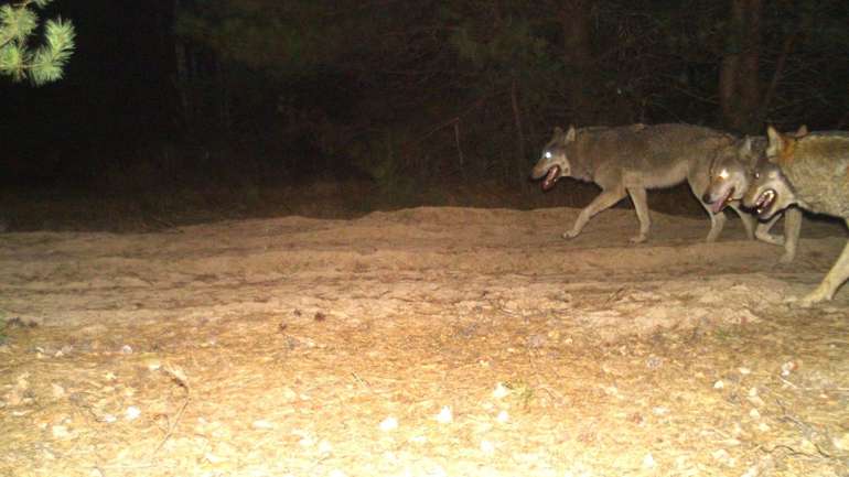 Чорнобильські вовки розвинули захисні мутації, які підвищують їхні шанси вижити