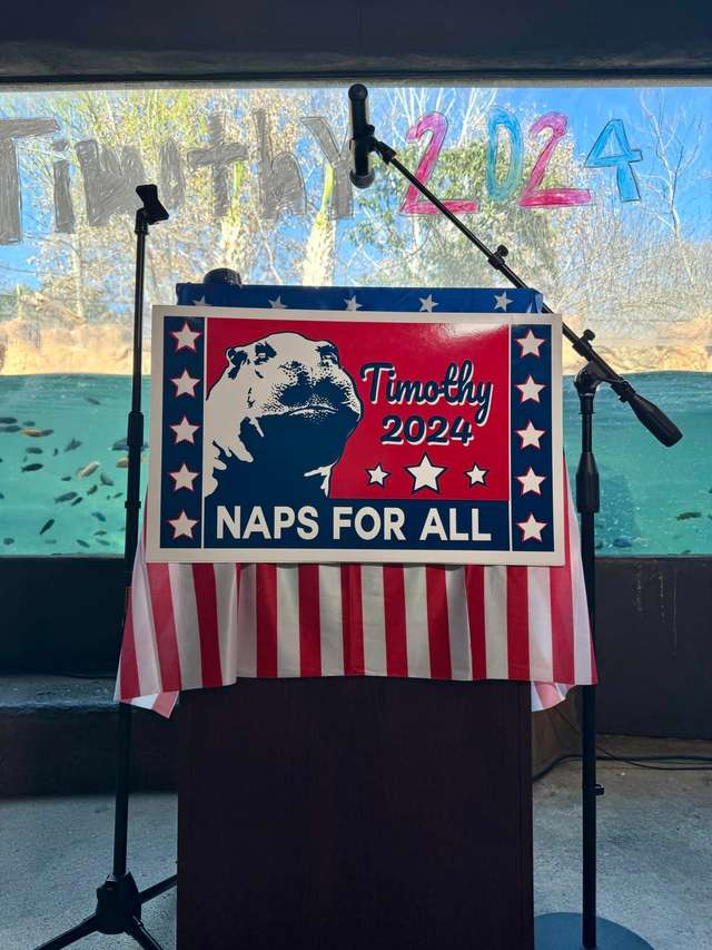 У США бегемота Тімоті висунули кандидатом у президенти_3