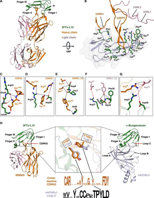 Кристалічна структура взаємодії антитіла 95Mat5 із токсином 3FTx-L15 і подібність при взаємодії α-бунгаротоксина з білком м'язового рецептора nAChRα1