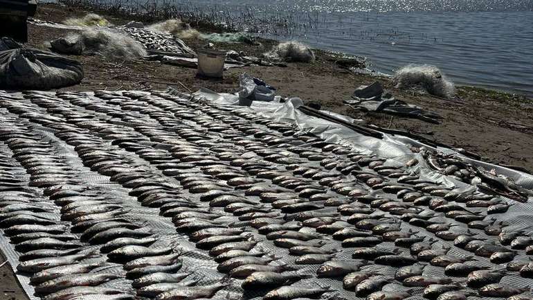 Не встигли зарибнити, як уже виловлюють: на Полтавщині квітне браконьєрство