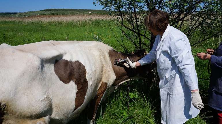 У Лубенському районі стартувала весняна диспансеризація тварин