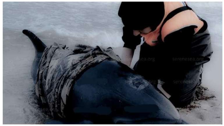 З початку війни в Чорному морі загинуло 50 тисяч дельфінів – екологи