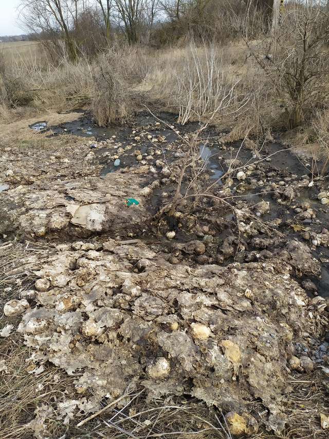 Одним місячник чистоти на Полтавщині, іншим — засмічені лісопосадки_1