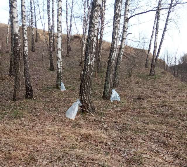 На Полтавщині розпочався сезон збору березового соку_1