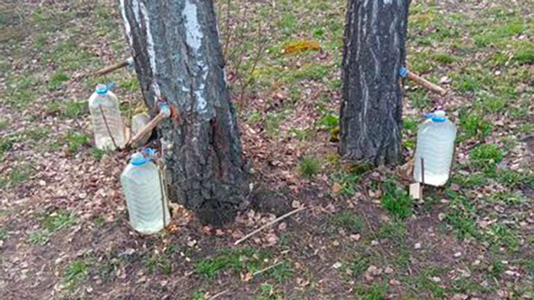 На Полтавщині розпочався сезон збору березового соку