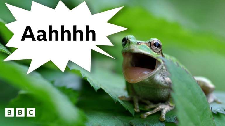 Жаби використовують ультразвук для відлякування хижаків