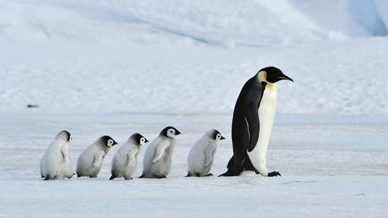 Дослідники зафільмували перший стрибок колонії пінгвінів в Антарктиці
