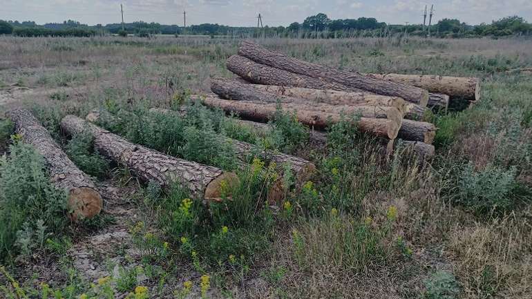 Невідомі порушники нарубали ліс поблизу Гадяча
