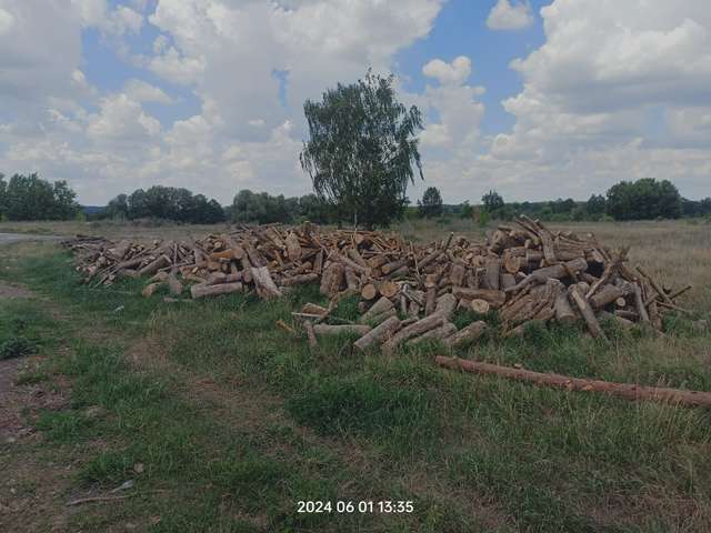 Невідомі порушники нарубали ліс поблизу Гадяча_1