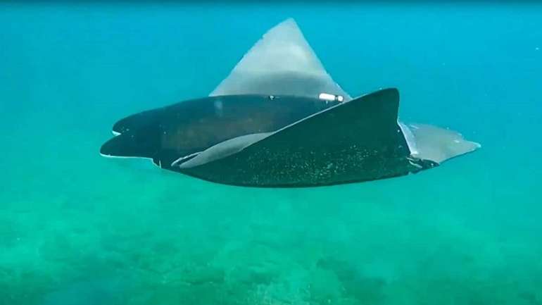 Китайські розробники презентували підводний дрон-скат