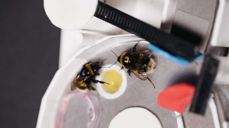 Джмелі мають здатність логічно мислити — біологи