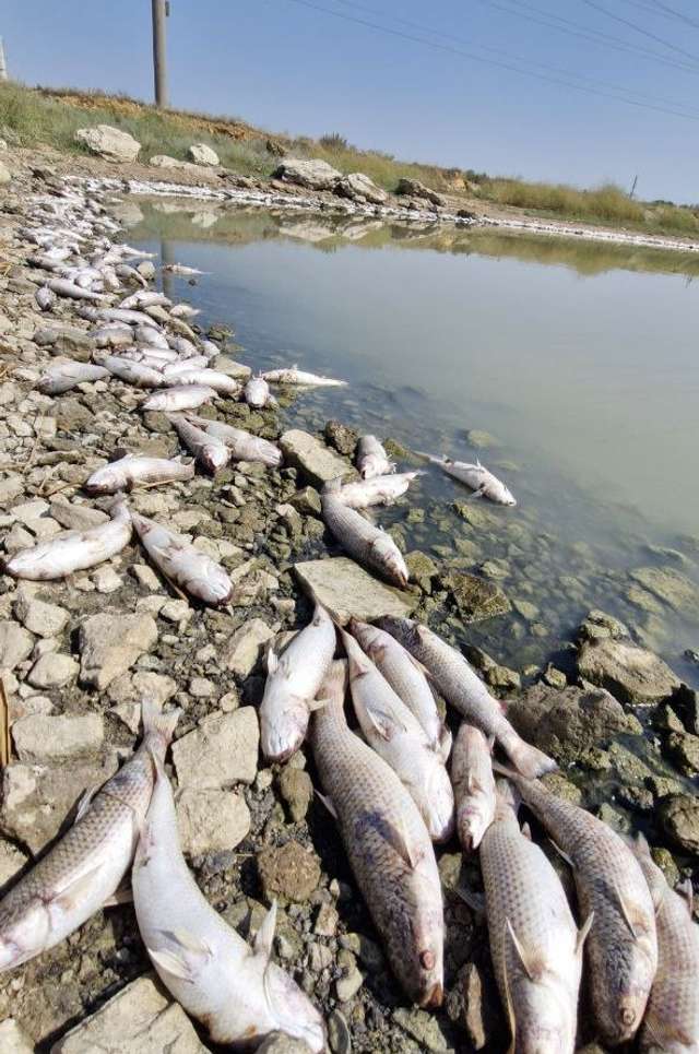 Водойми Полтавщини заполонила дохла риба_1