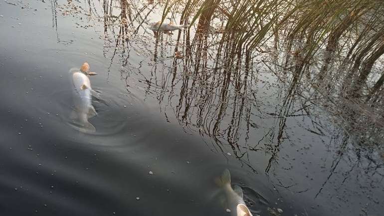 Водойми Полтавщини заполонила дохла риба