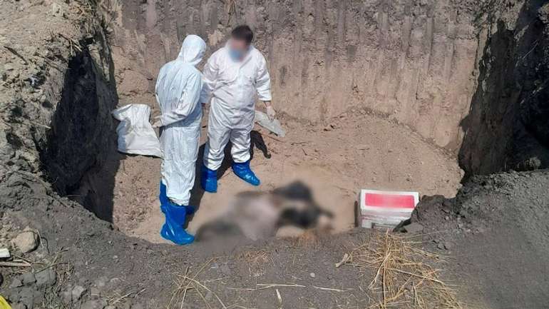 На Полтавщини виявили незаконне поховання тварин з АЧС