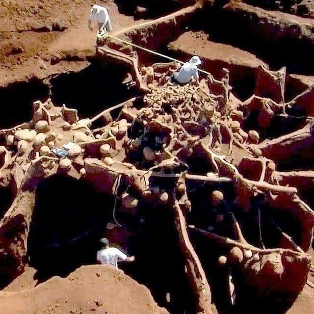Цивілізація мурах-листорізів як мікроскопічний аналог людства_9