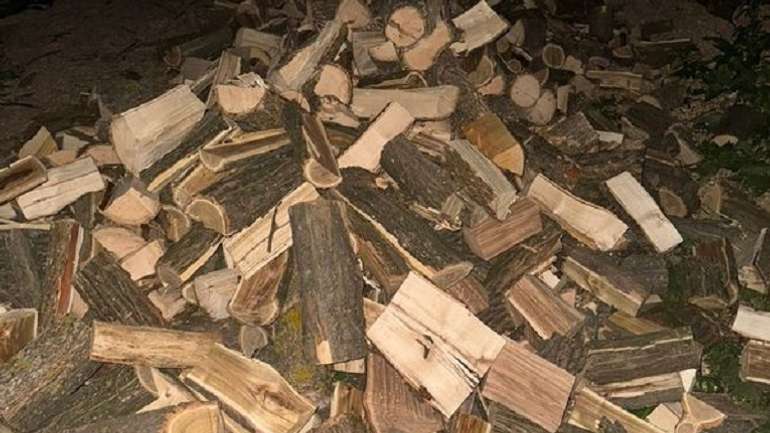 На Полтавщині судитимуть злочинців-дереворубів