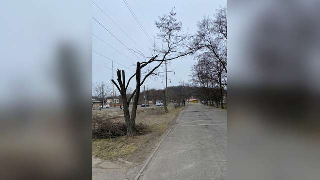 Ямщики, бражники, поліщуки, та інші хламідії перетворюють Полтаву на сміттєзвалище_5
