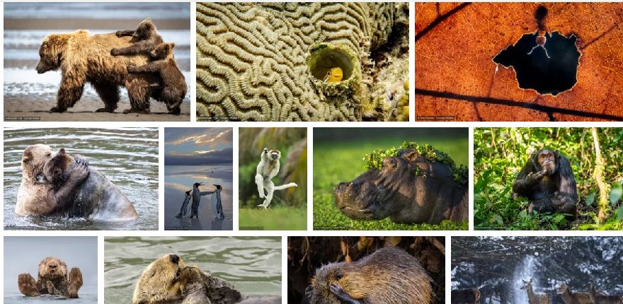 Визначено фіналістів щорічного фотоконкурсу дикої природи