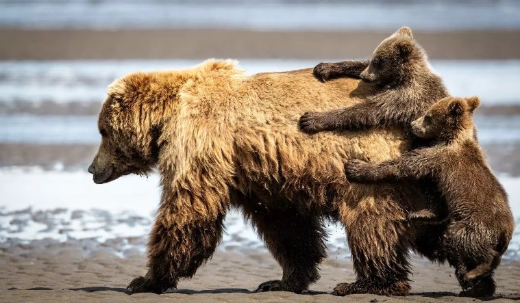 1. Александр Файн «Тримаючись за подорож».