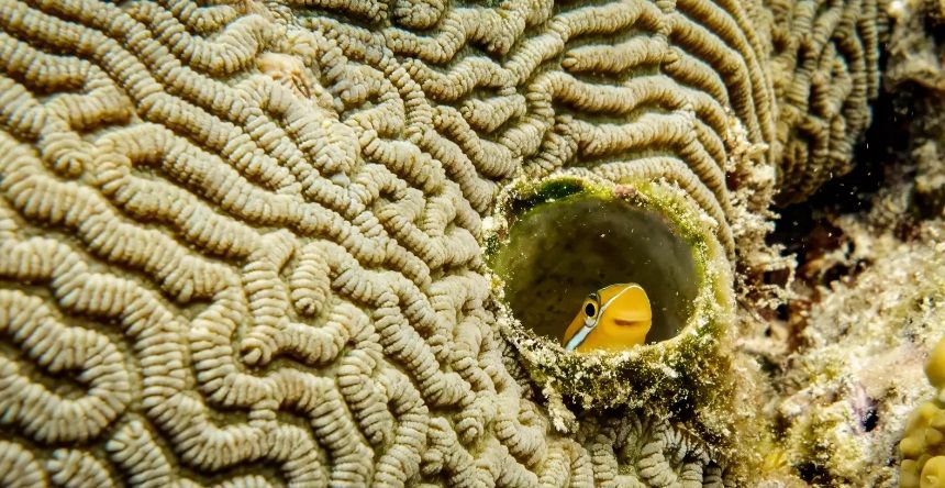 2. Александр Файн «Гра у хованки».