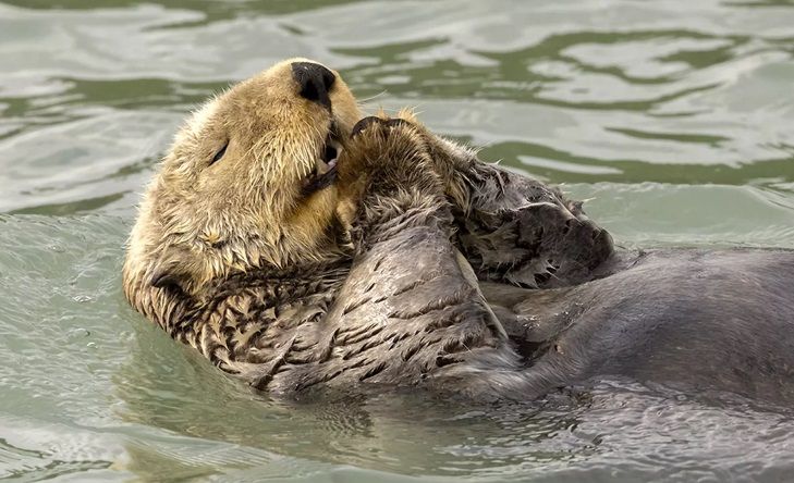 5. Кристні Гейнс «Почуйте мої молитви».