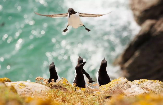 6. Інес Ґодінес «Вітайте новачка».