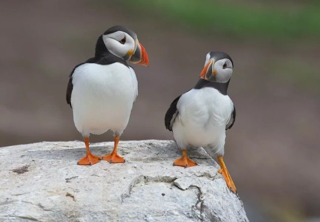 8. Йорн Клаузен «Утікач».