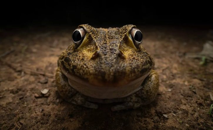 10. Кінґстон Тем «Дивися в очі щасливої жаби».