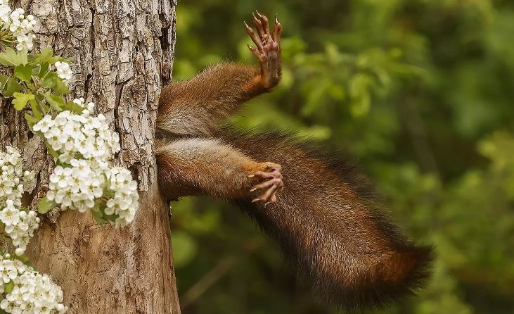 13. Мілко Маркетті «Застрягла білка».